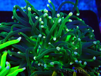 WYSIWYG Euphyllia glabrescens (Marikultur akklimatisiert unter LED) 8I3