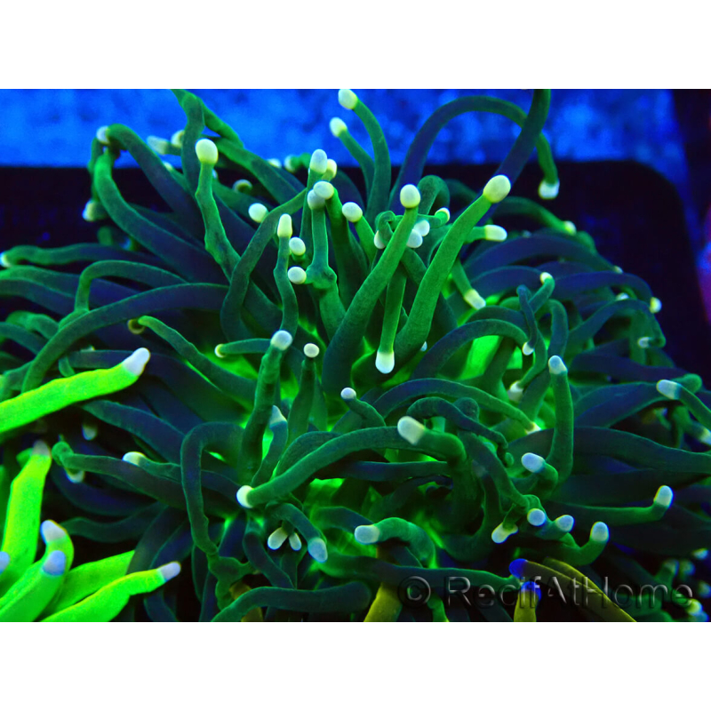 WYSIWYG Euphyllia glabrescens (Acuicultura maricultura aclimatada bajo LED) 8I3