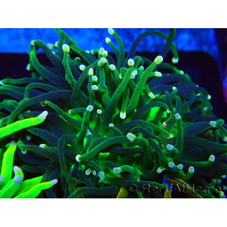 WYSIWYG Euphyllia glabrescens (Mariculture acclimaté sous LED) 8I3