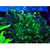 WYSIWYG Euphyllia glabrescens (Maricoltura acclimatata sotto LED) 8I3