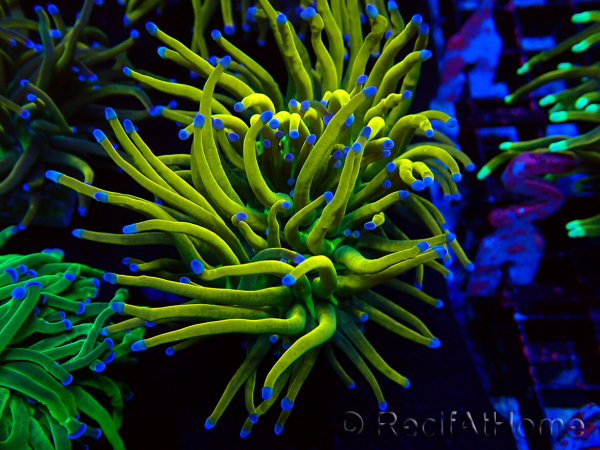 WYSIWYG Euphyllia glabrescens GLITTER GRAIL (Marikultur unter LED akklimatisiert) 8D7