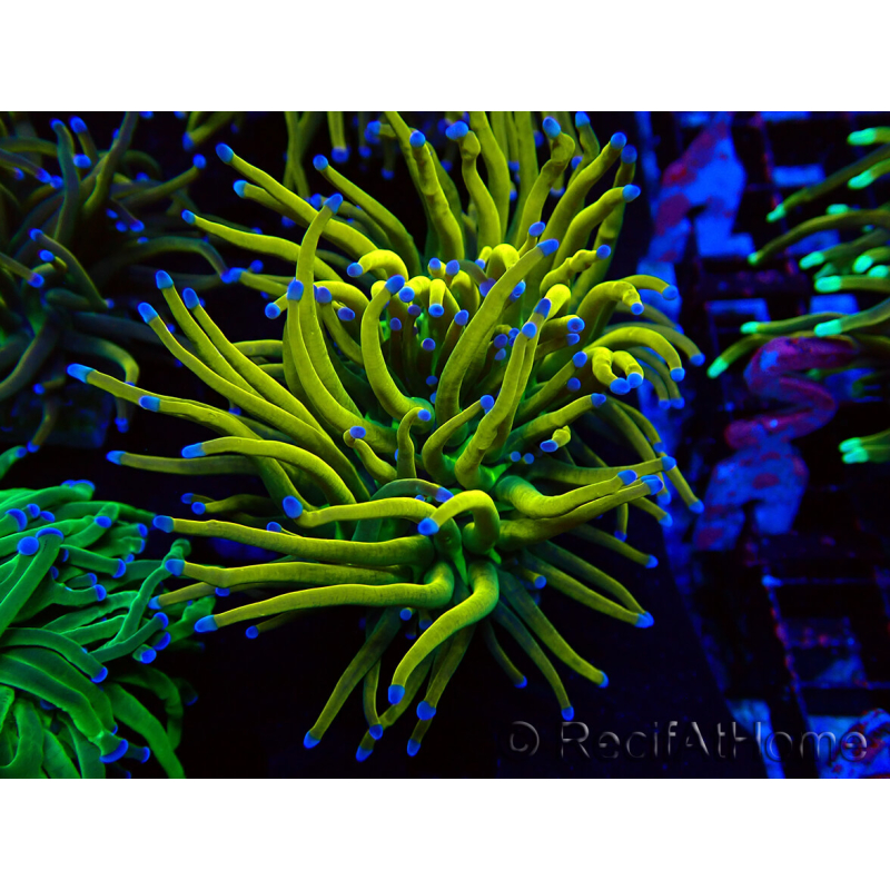 WYSIWYG Euphyllia glabrescens GLITTER GRAIL (Mariculture acclimaté sous LED) 8I7