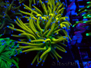 WYSIWYG Euphyllia glabrescens GLITTER GRAIL (Marikultur unter LED akklimatisiert) 8D7