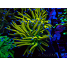 WYSIWYG Euphyllia glabrescens GLITTER GRAIL (Mariculture acclimaté sous LED) 8I7