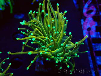 WYSIWYG Euphyllia glabrescens (Maricoltura acclimatata sotto LED) 8J1