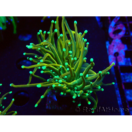 WYSIWYG Euphyllia glabrescens (Mariculture acclimated under LED) 8J1