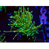 WYSIWYG Euphyllia glabrescens (Mariculture acclimated under LED) 8J1
