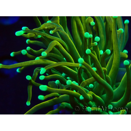 WYSIWYG Euphyllia glabrescens (Maricoltura acclimatata sotto LED) 8J1