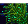 WYSIWYG Euphyllia glabrescens (Mariculture acclimaté sous LED) 8J1