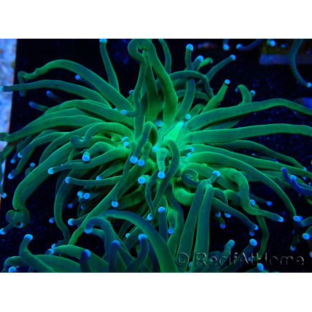 WYSIWYG Euphyllia glabrescens (Maricoltura acclimatata sotto LED) 8A1