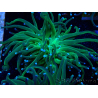 WYSIWYG Euphyllia glabrescens (Maricoltura acclimatata sotto LED) 8A1