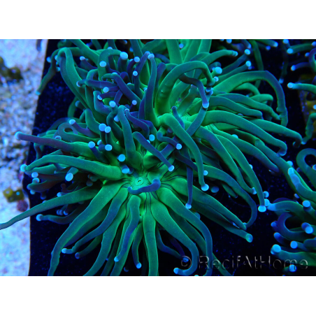 WYSIWYG Euphyllia glabrescens (Mariculture acclimaté sous LED) 8A3