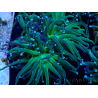 WYSIWYG Euphyllia glabrescens (Maricultured acclimated under LED) 8A3