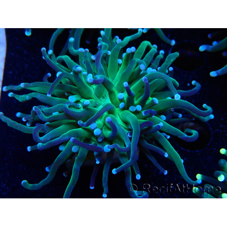 WYSIWYG Euphyllia glabrescens (Mariculture acclimaté sous LED) 8A4
