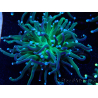 WYSIWYG Euphyllia glabrescens (Marikultur unter LED akklimatisiert) 8A4