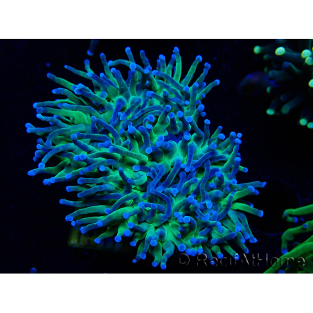 WYSIWYG Euphyllia glabrescens (Mariculture acclimated under LED) 8A6