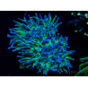 WYSIWYG Euphyllia glabrescens (Mariculture acclimaté sous LED) 8A6