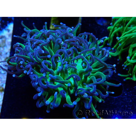 WYSIWYG Euphyllia glabrescens (Mariculture acclimaté sous LED) 8A7