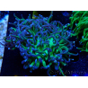 WYSIWYG Euphyllia glabrescens (Mariculture acclimaté sous LED) 8A7