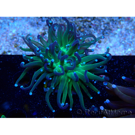WYSIWYG Euphyllia glabrescens (Mariculture acclimaté sous LED) 8A8