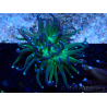 WYSIWYG Euphyllia glabrescens (Mariculture acclimaté sous LED) 8A8