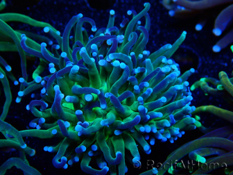 WYSIWYG Euphyllia glabrescens (Mariculture acclimaté sous LED) 8B1