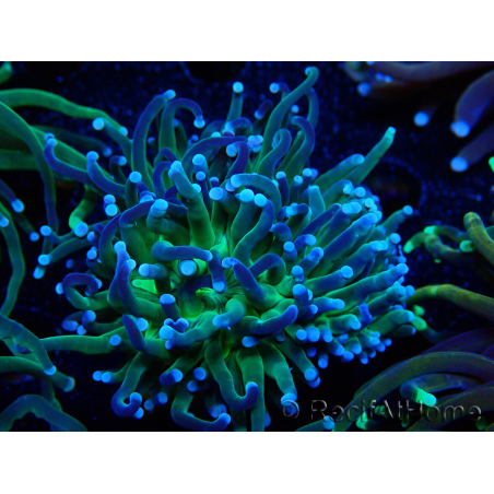 WYSIWYG Euphyllia glabrescens (Maricultura aclimatada bajo LED) 8B1