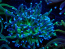 WYSIWYG Euphyllia glabrescens (Mariculture acclimaté sous LED) 8B1