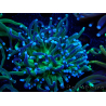WYSIWYG Euphyllia glabrescens (Mariculture acclimaté sous LED) 8B1