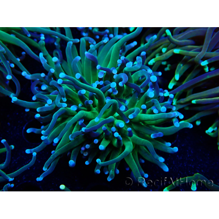 WYSIWYG Euphyllia glabrescens (Mariculture acclimaté sous LED) 8B2