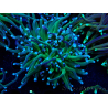 WYSIWYG Euphyllia glabrescens(Maricoltura acclimatata sotto LED) 8B2