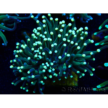 WYSIWYG Euphyllia glabrescens (Mariculture acclimaté sous LED) 8B4