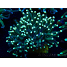 Euphyllia glabrescens WYSIWYG (Maricultura acclimatata sotto LED) 8B4
