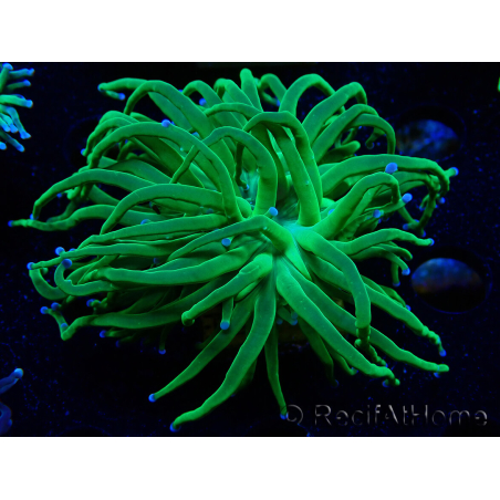 WYSIWYG Euphyllia glabrescens (Mariculture acclimaté sous LED) 8B7