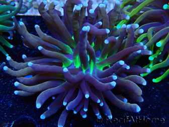 WYSIWYG Euphyllia glabrescens Nuclear Fusion (Mariculture acclimated under LED) 8C2