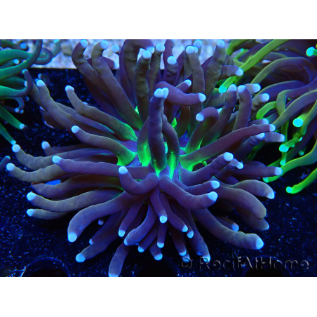 WYSIWYG Euphyllia glabrescens Nuclear Fusion (Mariculture acclimaté sous LED) 8C2