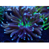 WYSIWYG Euphyllia glabrescens Nuclear Fusion (Marikultur akklimatisiert unter LED) 8C2