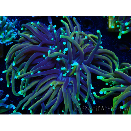 WYSIWYG Euphyllia glabrescens (Mariculture acclimaté sous LED) 8C3