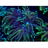 WYSIWYG Euphyllia glabrescens (Marikultur unter LED akklimatisiert) 8C3