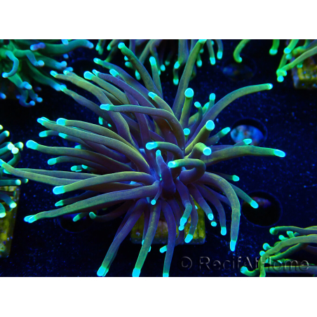 WYSIWYG Euphyllia glabrescens (Mariculture acclimaté sous LED) 8C4