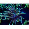 WYSIWYG Euphyllia glabrescens (Maricoltura acclimatata sotto LED) 8C4