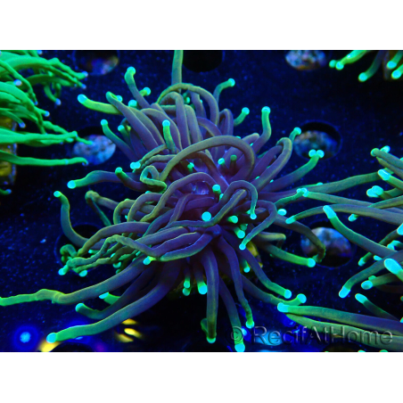 WYSIWYG Euphyllia glabrescens (Mariculture acclimaté sous LED) 8C5