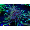 WYSIWYG Euphyllia glabrescens (Maricoltura acclimatata sotto LED) 8C5