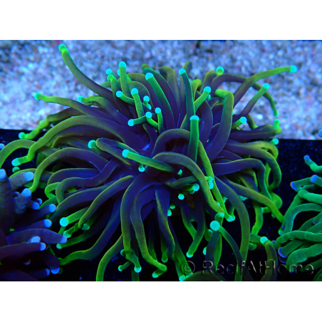 WYSIWYG Euphyllia glabrescens (Maricoltura acclimatata sotto LED) 8M5