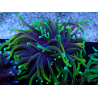WYSIWYG Euphyllia glabrescens (Mariculture acclimated under LED) 8M5