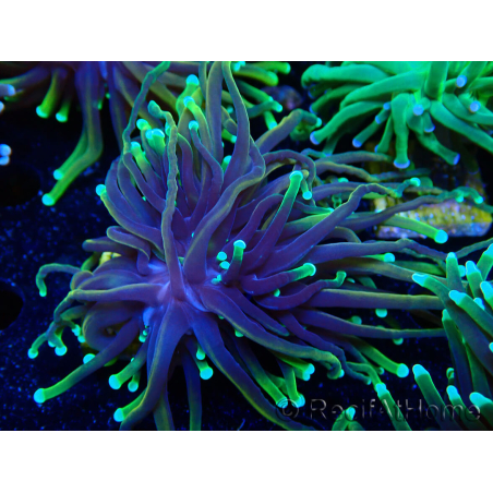 WYSIWYG Euphyllia glabrescens (Maricultura acclimatata sotto LED) 8D1