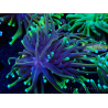 WYSIWYG Euphyllia glabrescens (Mariculture acclimated under LED) 8D1