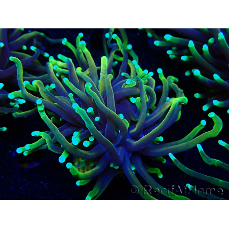 WYSIWYG Euphyllia glabrescens (Maricoltura acclimatata sotto LED) 8D2