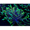 WYSIWYG Euphyllia glabrescens (Maricoltura acclimatata sotto LED) 8D2