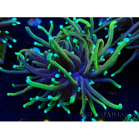 WYSIWYG Euphyllia glabrescens (Maricoltura acclimatata sotto LED) 8D4